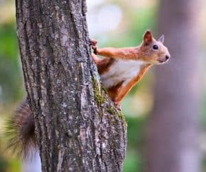 10 Ways That Squirrels Are Hurting Your Sales